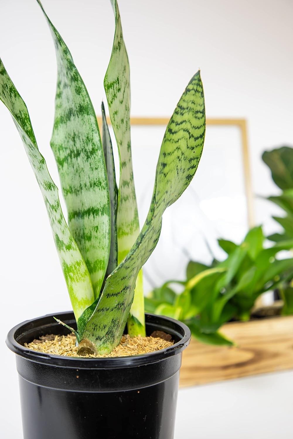 Sansevieria Zeylanica, Live Snake Plant Live Indoor Plants Live Houseplants, Liv