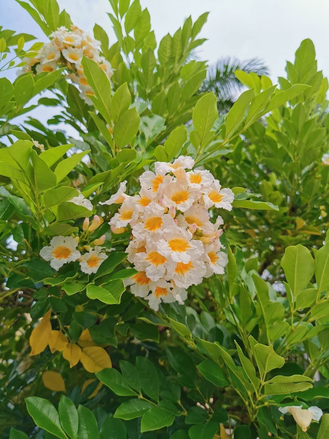 China Doll Plant Radermachera Sinica Seeds Free Shipping!