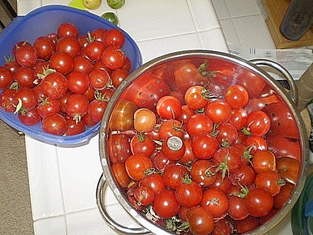barlow jap round VARIANT tomato heirloom non-gmo DELICIOUS O.P. LYCOPENE SOURCE
