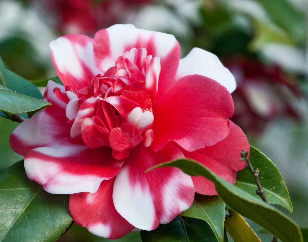 *GOVERNOR MOUTON*Bicolor Bloom**Camellia Japonica-Live Starter Plant -USA SELLER