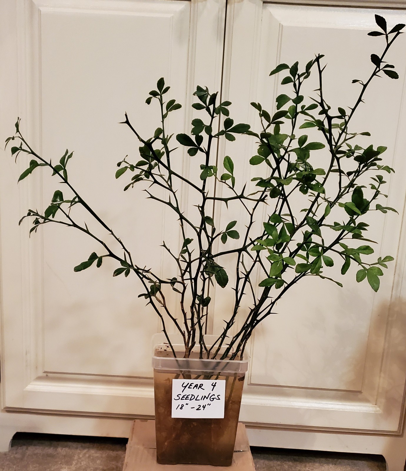 Poncirus Trifoliata Citrus Trifoliate Oranges (2 Ct) YEAR 4 Seedlings 18-24″ 🍊
