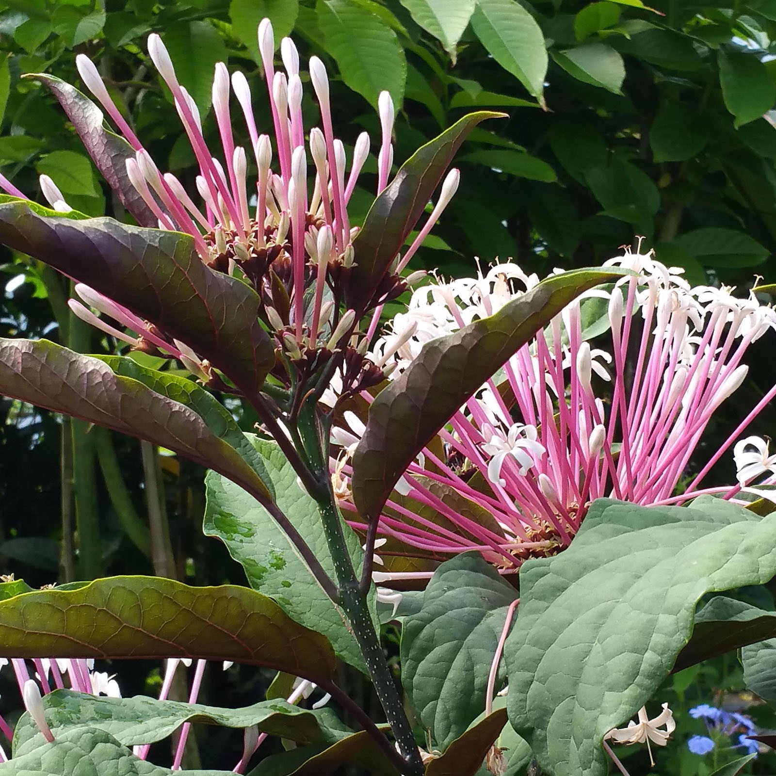 Starburst Shooting Star Clerondendrum Tropical Plant Shrub White Pink Flowers