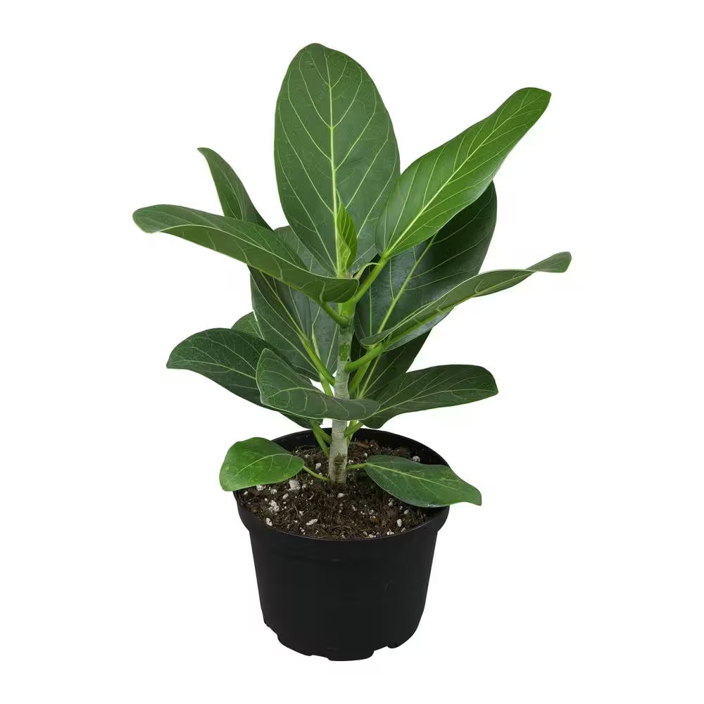 Audrey’ Ficus Tree Live Foliage Indoor Houseplant 6 In. Grower Pot