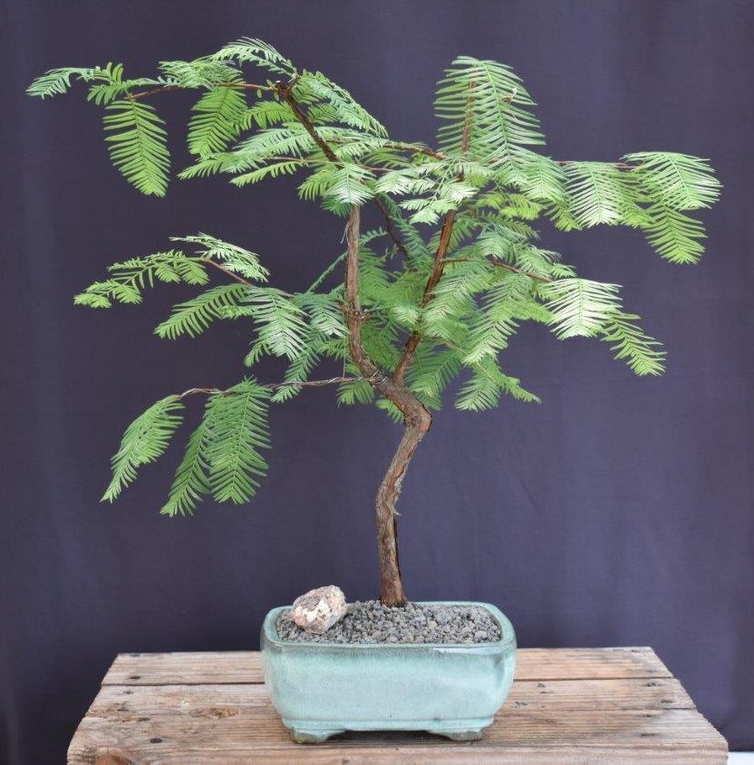 Trained Redwood Bonsai Tree 20″Tall Outdoor Metasequoia Glyptostroboides Plant