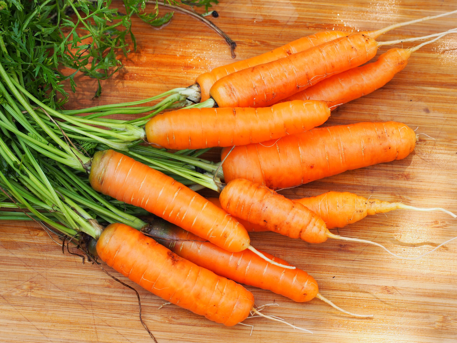 400 Heirloom Scarlet Nantes Carrot Seeds – Organic NonGMO Sweet High Yield Large