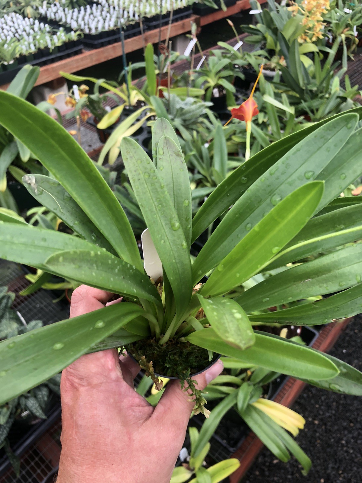 Masdevallia Elven Magic ‘Harford’ Easy Grower