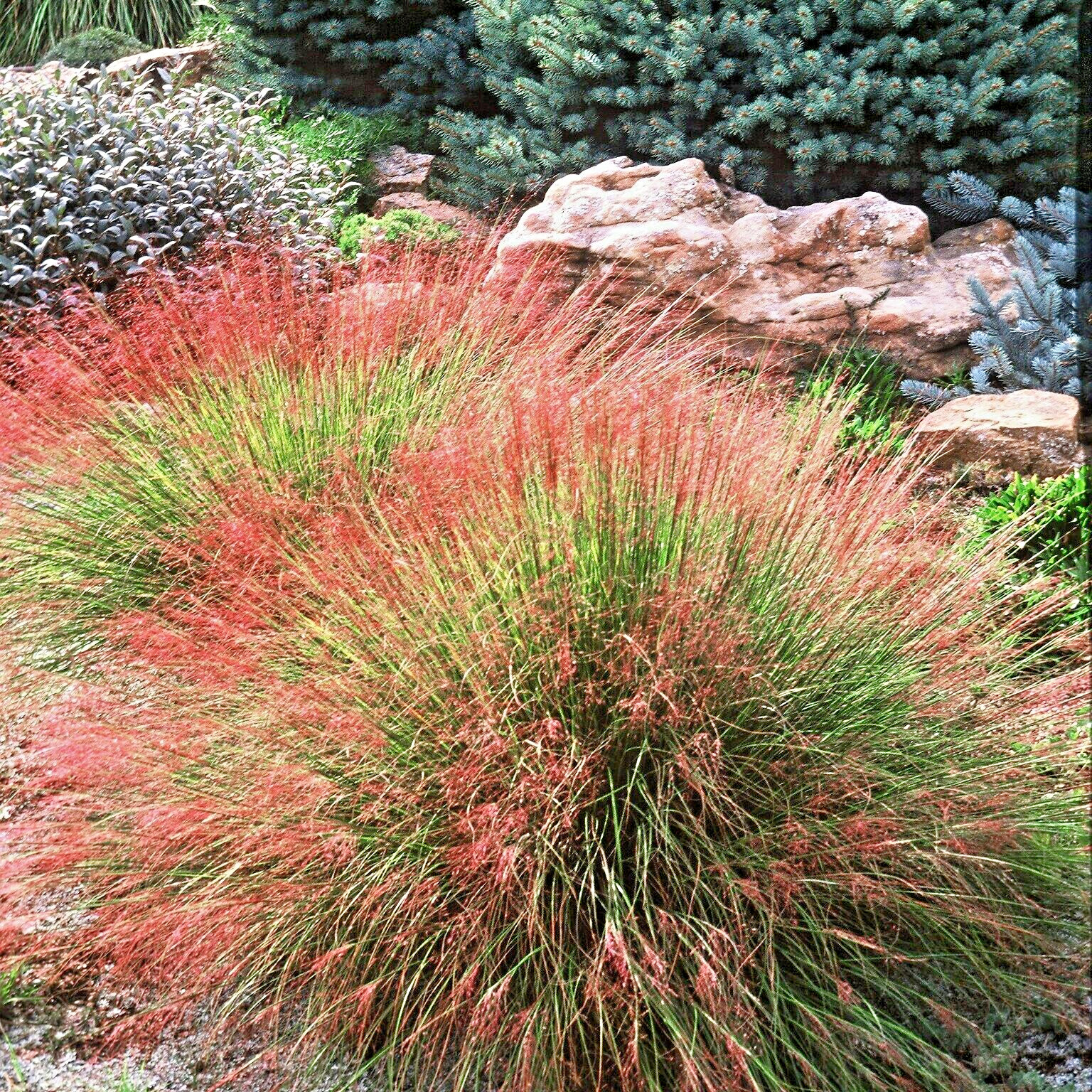 30 UNDAUNTED RUBY MUHLY GRASS SEEDS – Muhlenbergia reverchonii Undaunted’