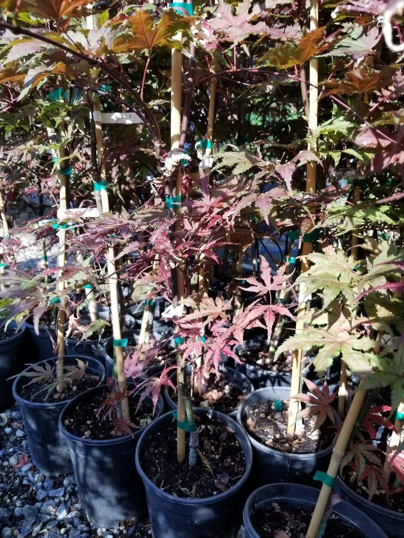 Purple Ghost Japanese Maple Tree – Live Plant – ( 2.5 QT )