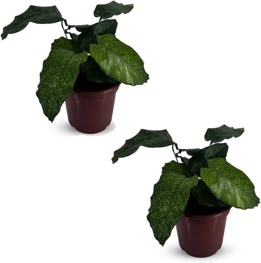 Calathea Musaica Prayer Green Live House Plant, Live Fascinating Movement