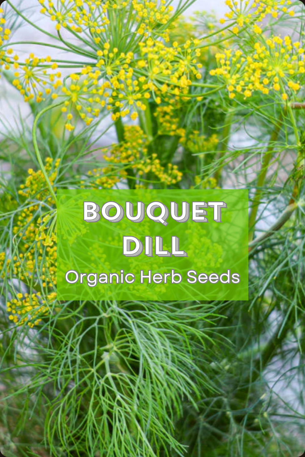 Organic Heirloom *BOUQUET* Dill Herb Seeds 🌿 Perfect for Pickles!