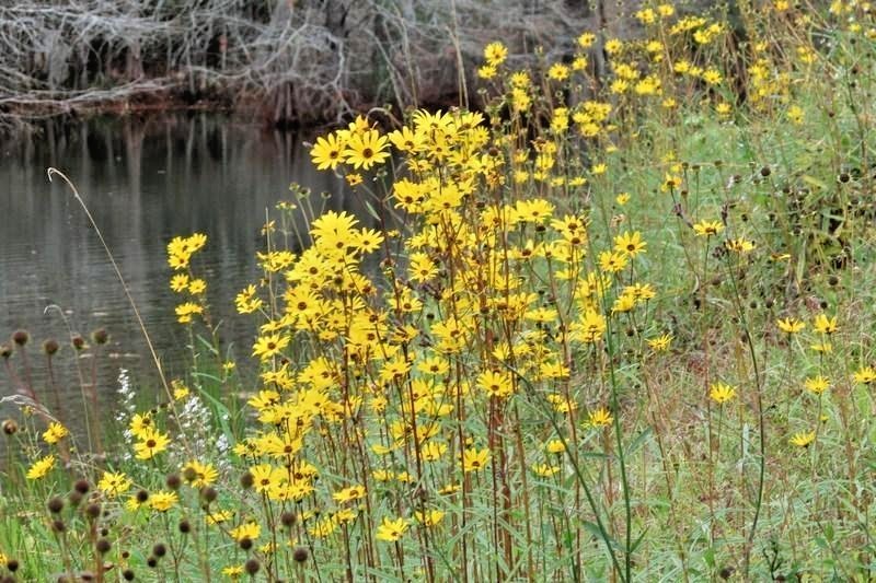101+SWAMP SUNFLOWER Seeds Perennial Native Wildflower Poor Soils Heat Cold Easy