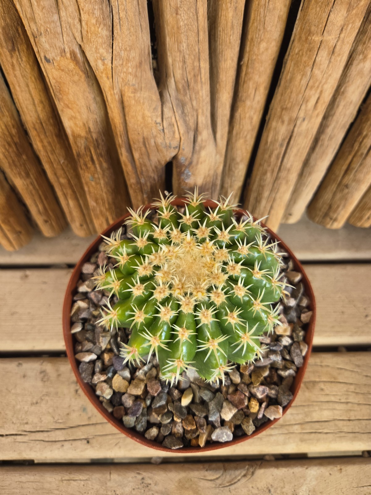 Echinocactus grusonii var. brevispinus