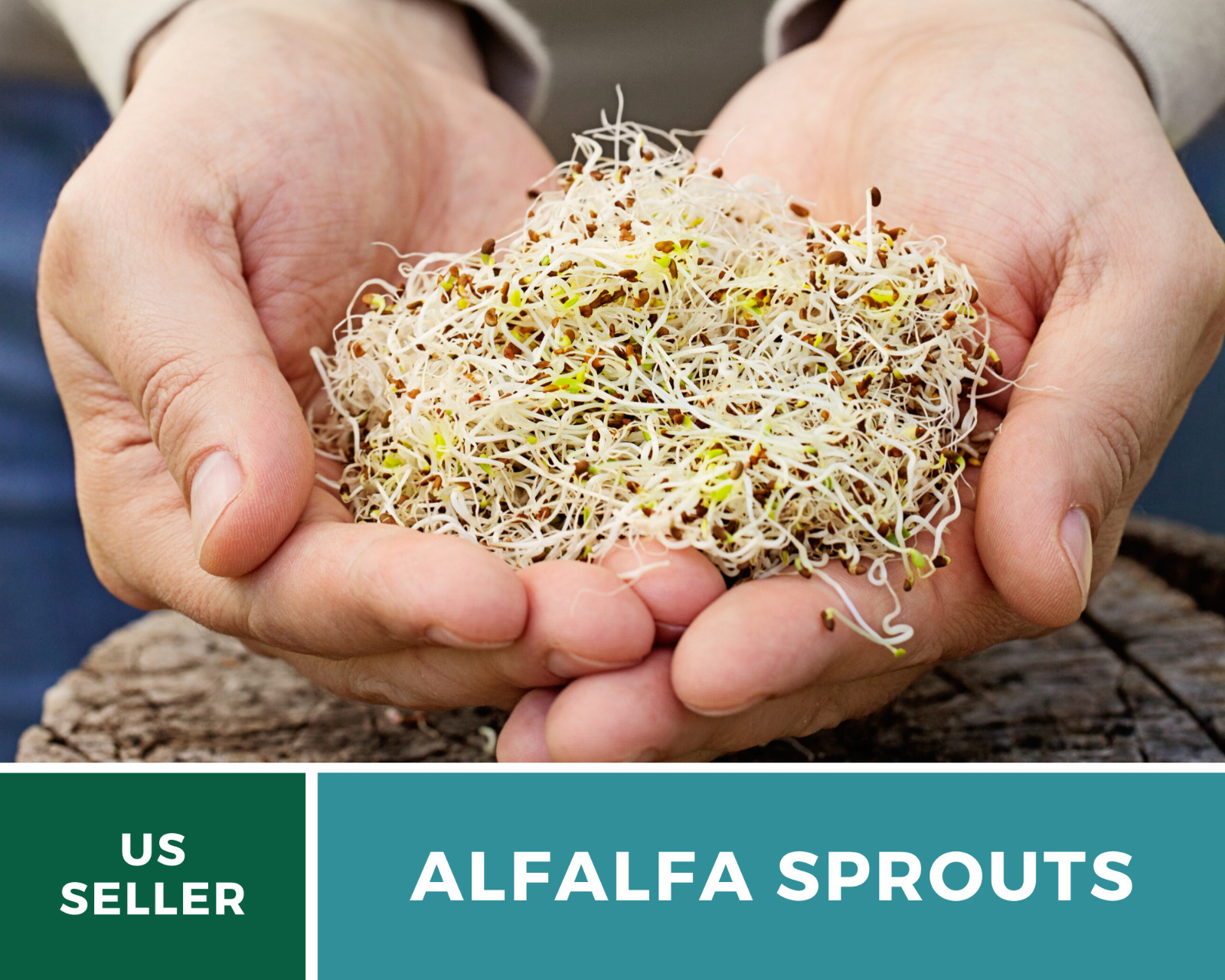 Sprout, Alfalfa – 500 Seeds – Grow All Year – NonGMO – Nutrient Dense