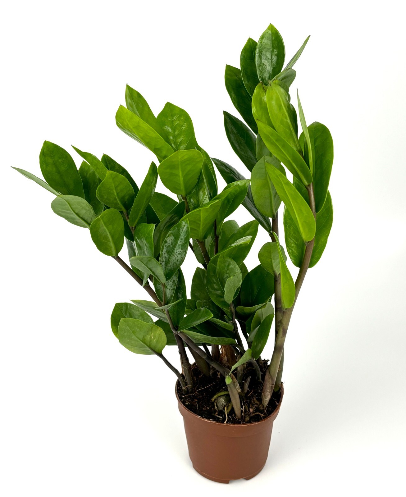 ZZ Plant Low Maintenance Houseplant Large 8″-12″ Tall, 4″ Pot