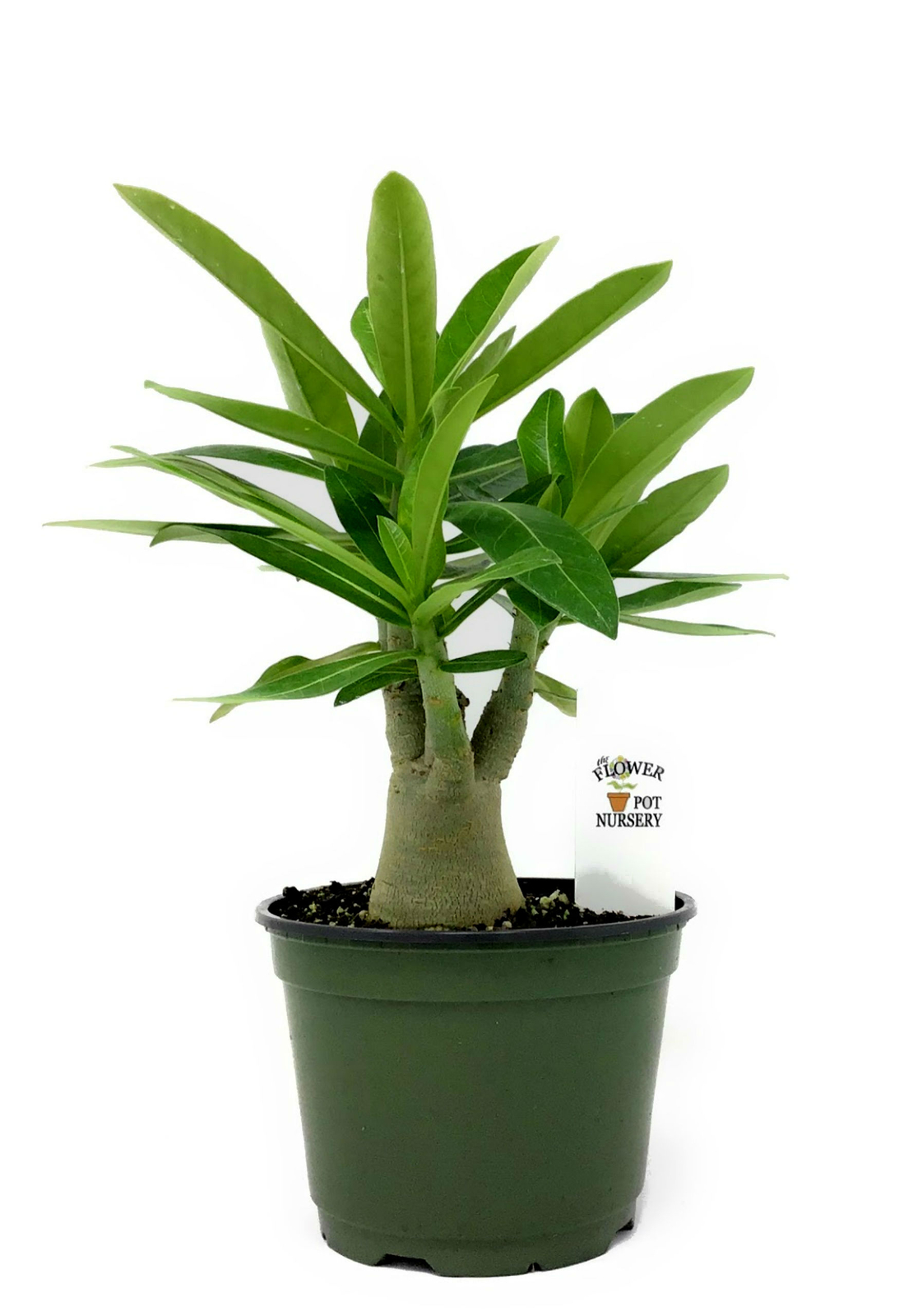 FlowerPotNursery Desert Rose Assorted Colors Adenium obesum 6″ Pot