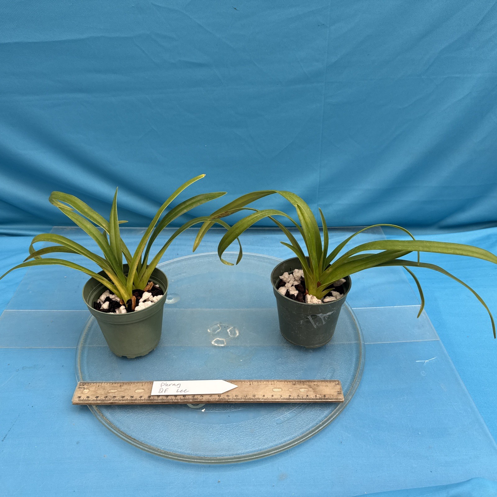 Phragmipedium QF Lee Olive Green Red Dramatic Orchid Hybrid New Growths 3.5” Pot