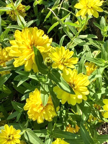 100 CANARY BIRD ZINNIA SEEDS | SALE FREE SHIPPING NON GMO HEIRLOOM