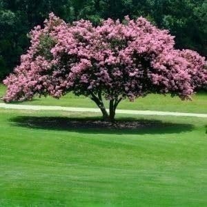 Crape Myrtle Rhapsody in Pink | 3 Gallon | Lagerstroemia indica | Summer Blooms