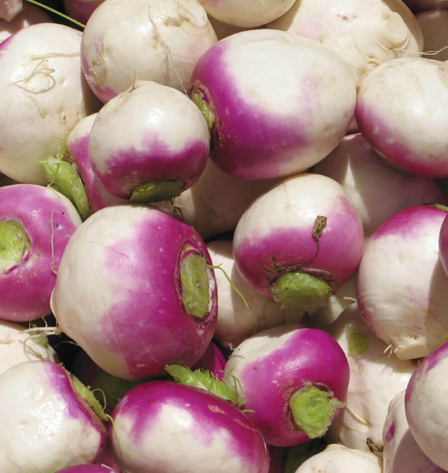 Purple Top Turnip Seeds 600+ White Globe Vegetable NON-GMO USA FREE SHIPPING