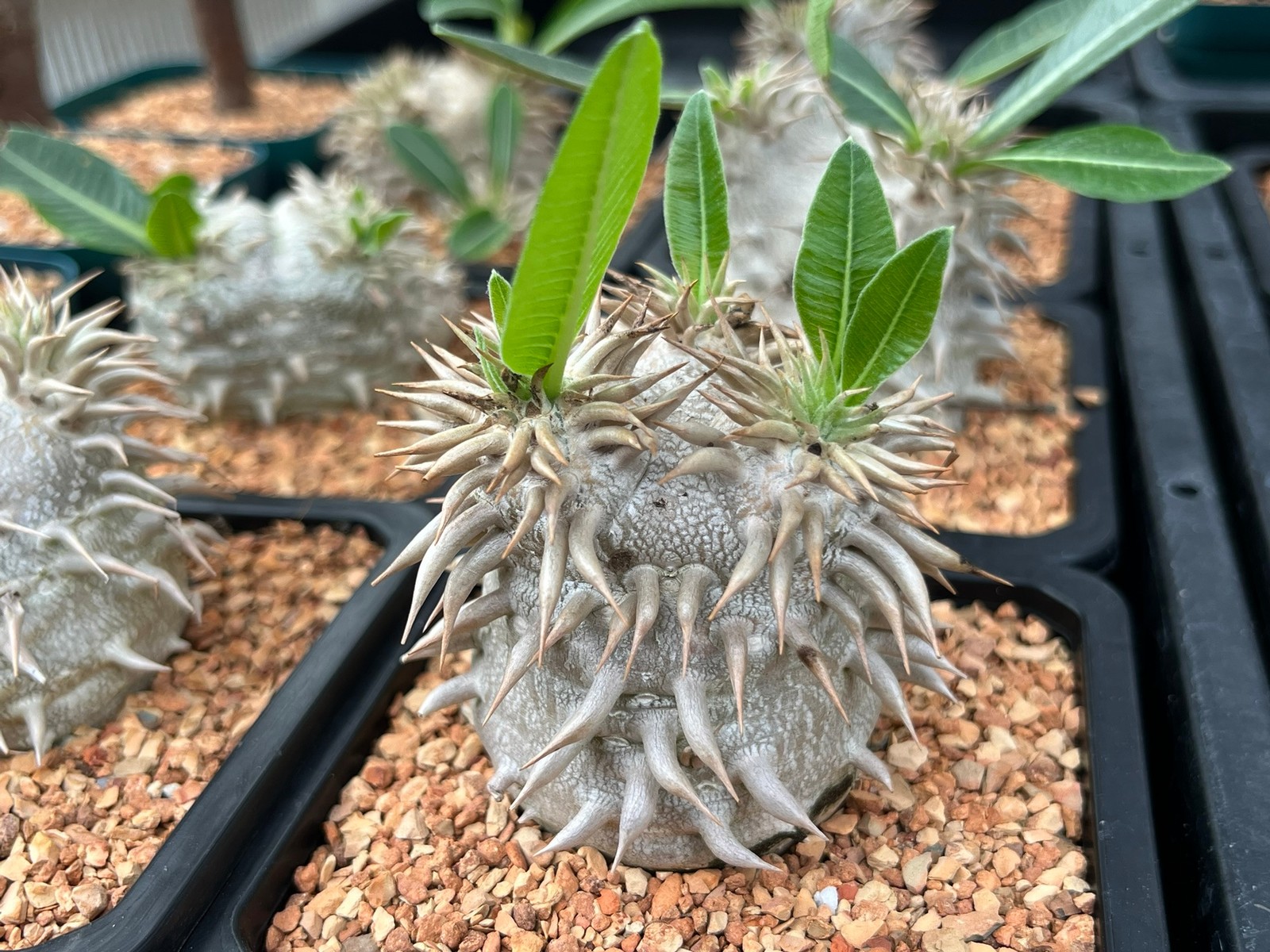 Succulent- Pachypodium brevicaule x densiflorum 3.5″ pot (caudex plant)