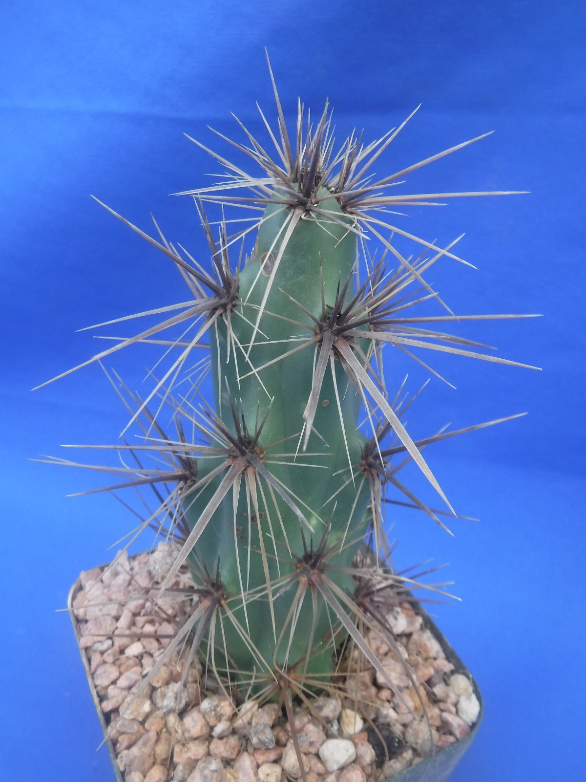 Grusonia emoryi New Mexico Form RARELY OFFERED! 6″ Tall Cold Hardy to 0F!!! C4