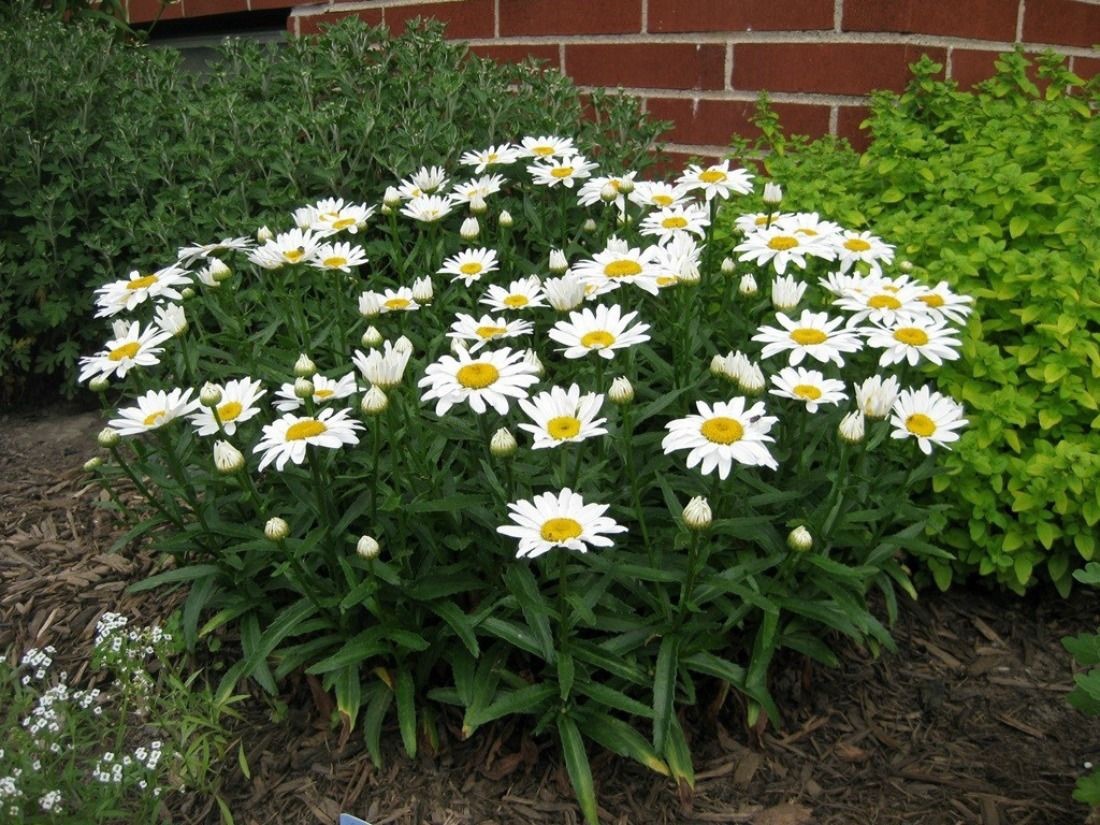 Three Shasta Daisy bare Root Plants