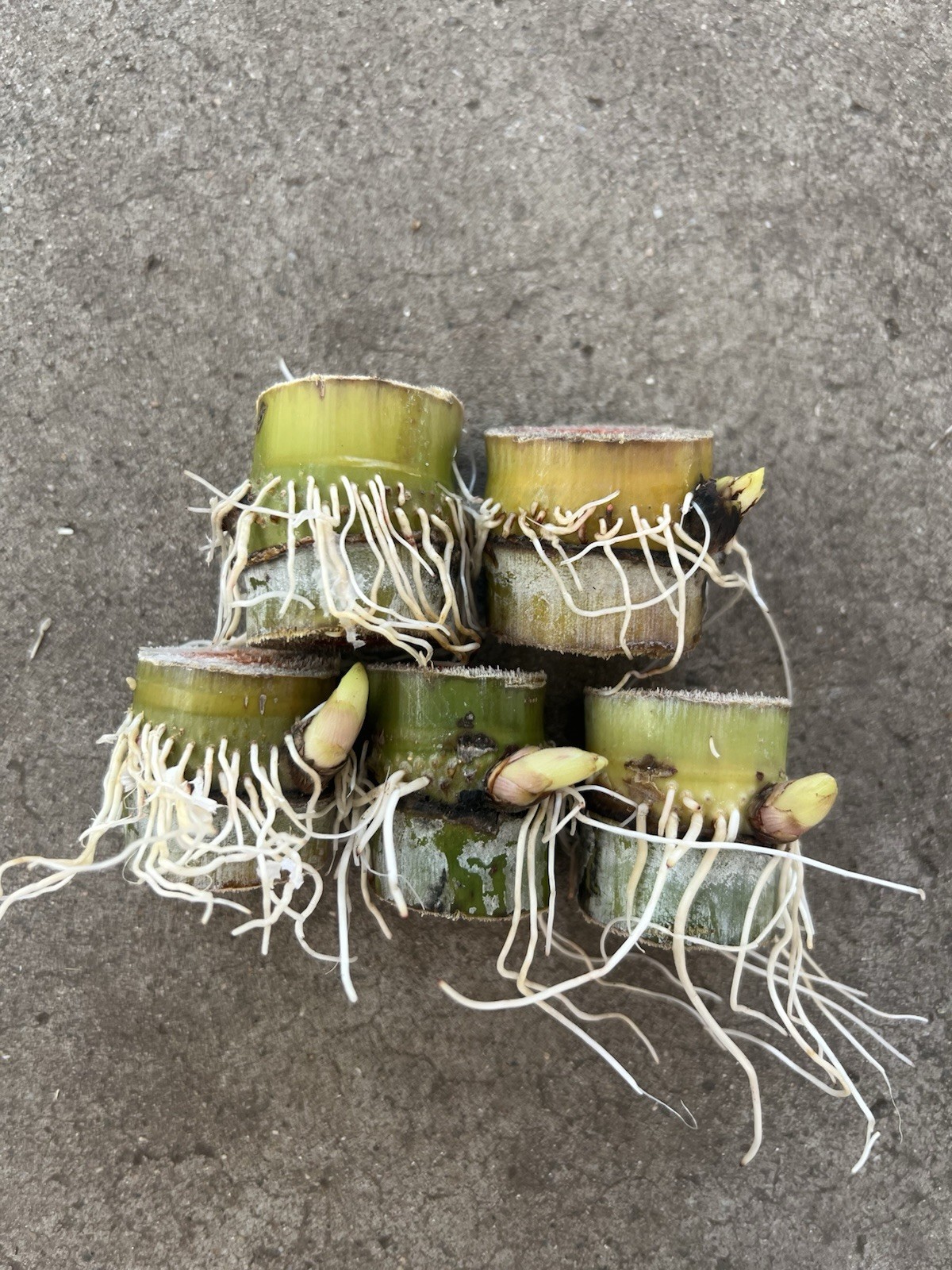 5 Rooted Green Yellow Sugarcane Cuttings Sweet Juicy Ready To Plant