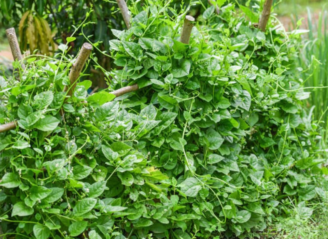 100+ Organic Malabar Spinach Seeds – Rau Mồng Tơi – Basella Alba – Climbing Spin