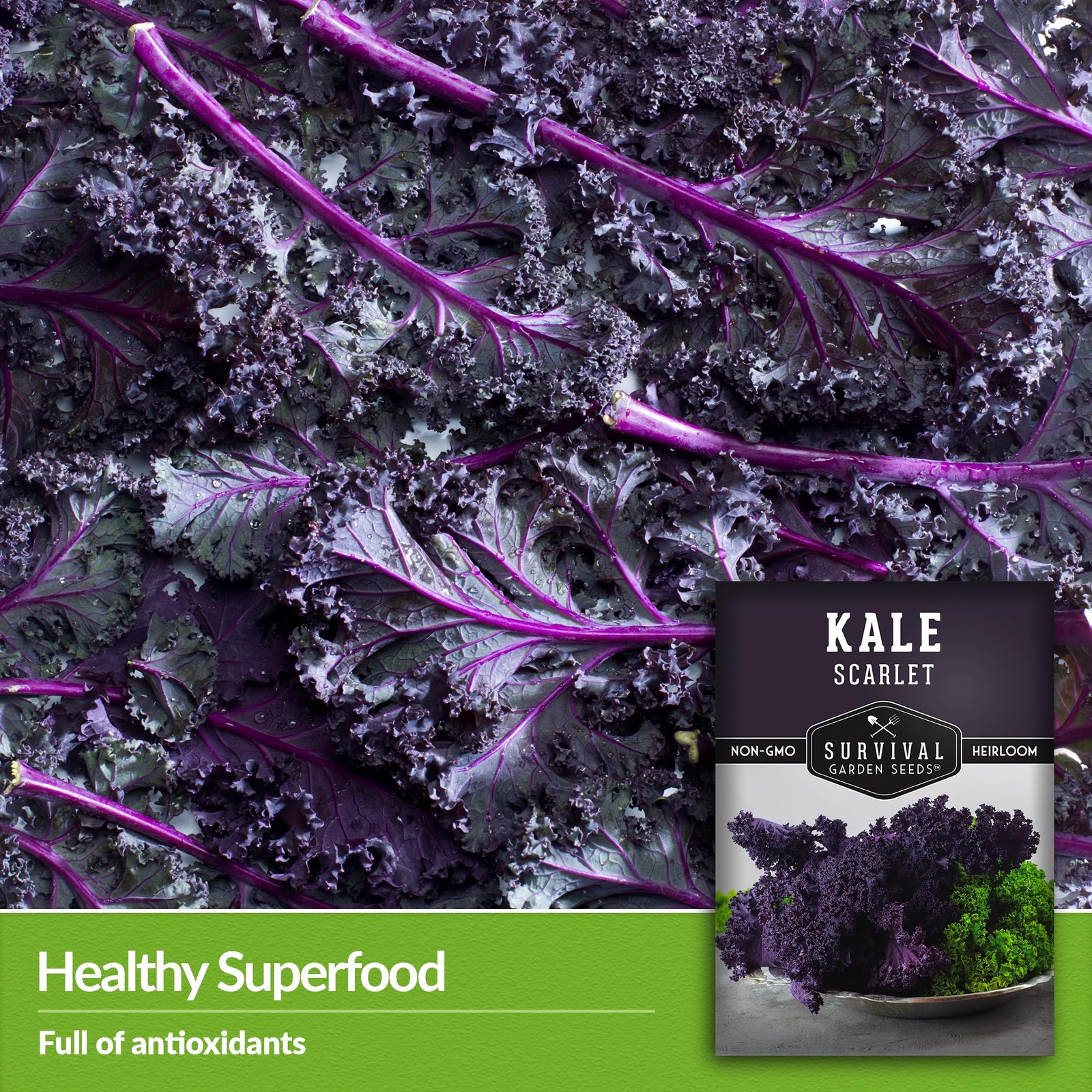 Heirloom Purple Kale Seeds Cold Hardy for Spring & Fall Vegetable Gardens