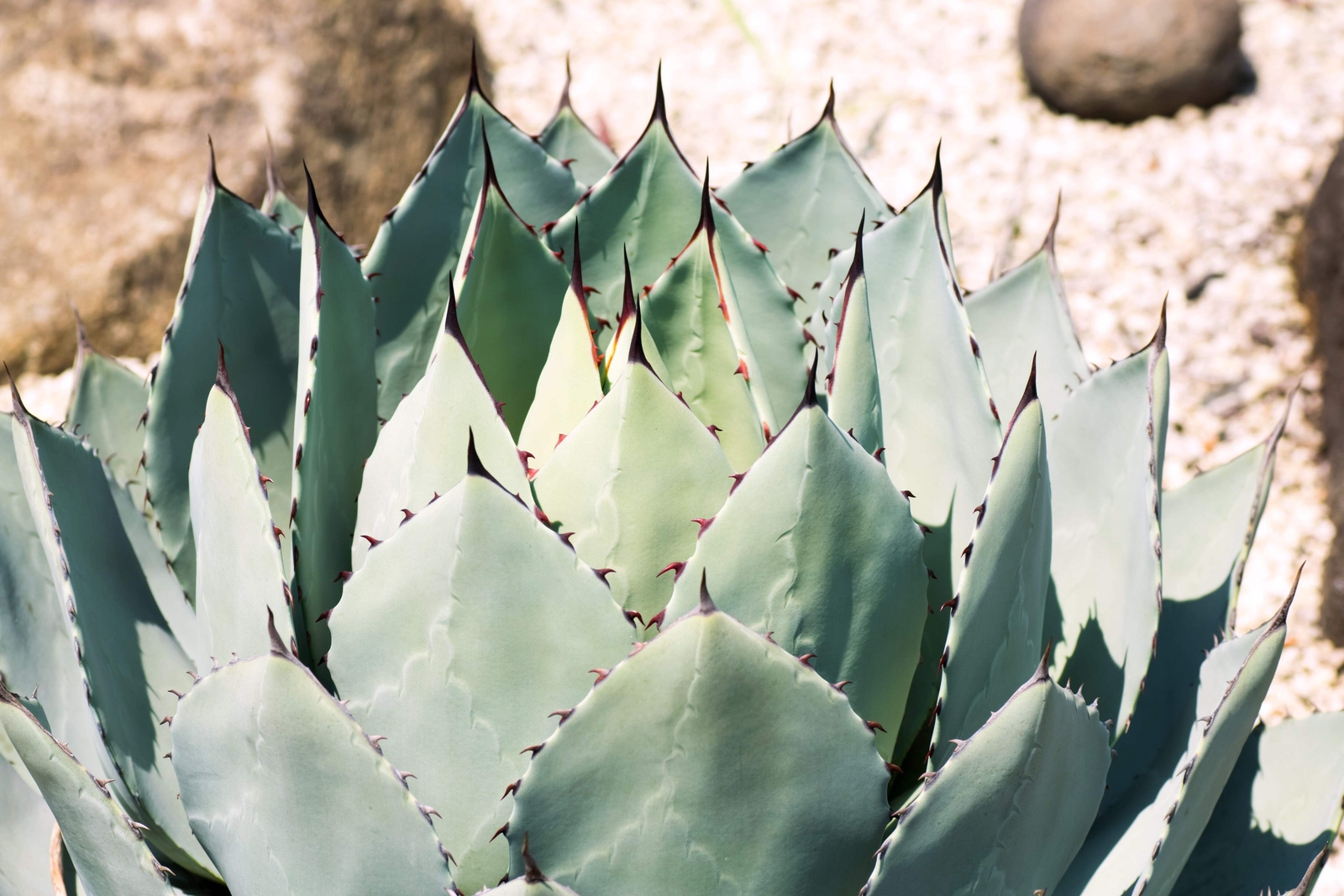 5 ARTICHOKE AGAVE Parry’s Huachuca Parryi Huachucensis Succulent Cactus Seeds