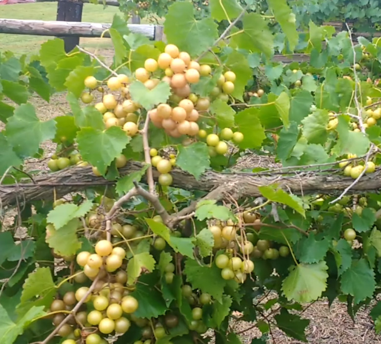 Carlos Grape Vine Plant – 3-6″ Tall – Hardy Fruit Vine for Home Vineyard, Edible