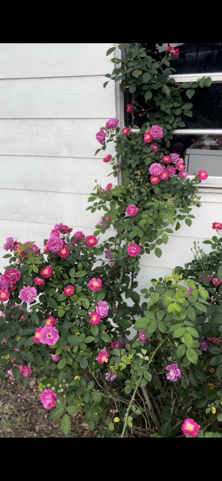 Old Tyme 7 Sisters Live Rose 14+ Inches