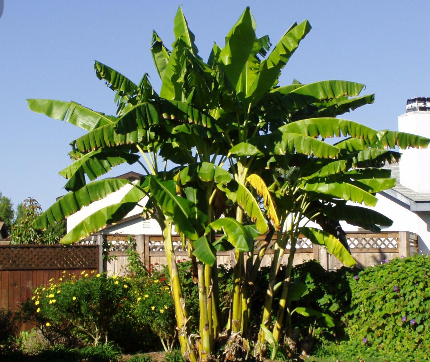 ~BASJOO Banana Tree~~Cold Hardy Musa Live Banana Tree-SMALL ROOTED STARTER PLANT