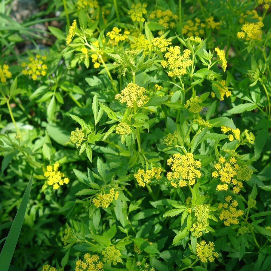 300+ Golden Alexanders seeds Zizia Aurea (approx.)