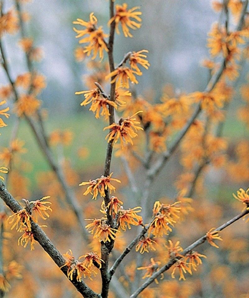 10 AUTUMN EMBERS WITCH HAZEL SEEDS – Hamamelis vernalis