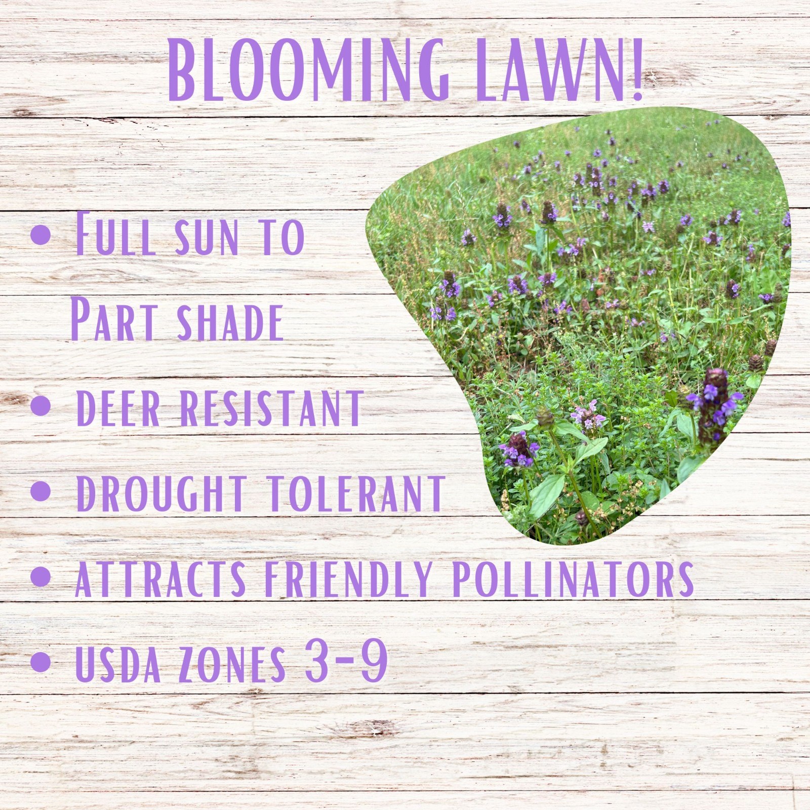 Flawn Seed Kits Self-Heal Prunella Seed, Non-GMO, Native, Blooming Lawn