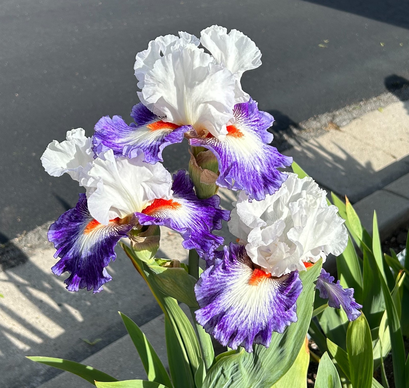 ‘Gypsy Lord’ iris rhizome + gift, combined shipping $1 each additional