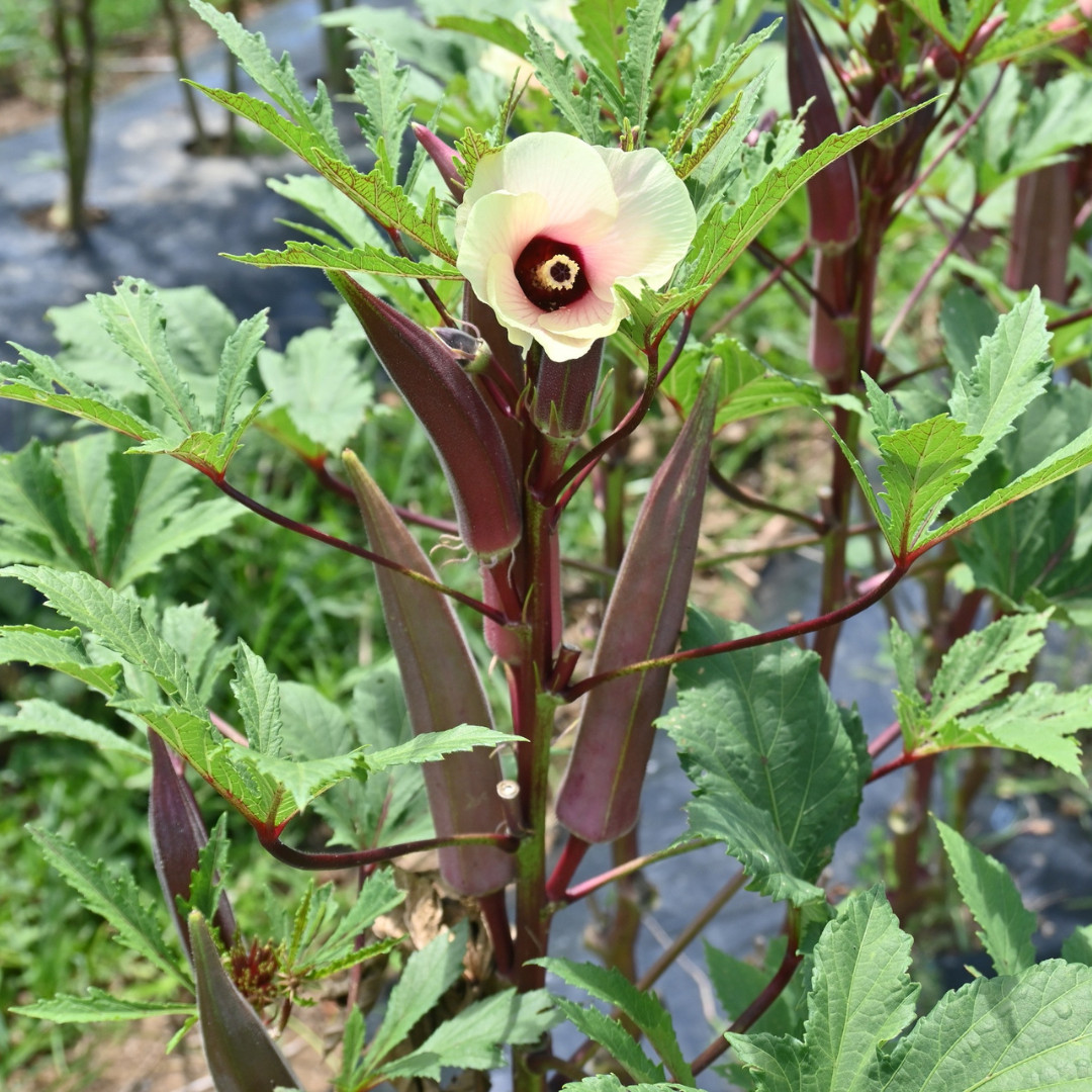 Okra Seeds – Red Burgundy: Non-GMO, Heirloom Vegetable Garden Seeds