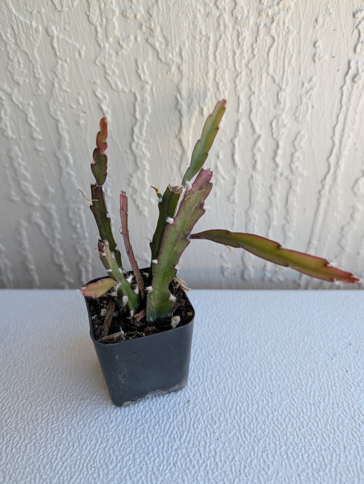 “Rhipsalis Cactus” Lepismium Cruciforme Rooted Cuttings In 2 “Pot