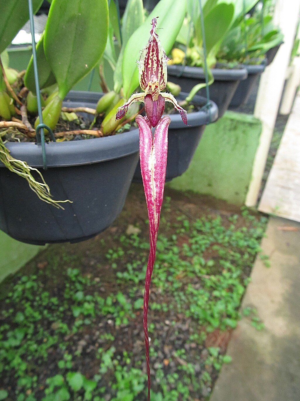 Bulbophyllum Khoon Meng (fascinator x echinolabium)