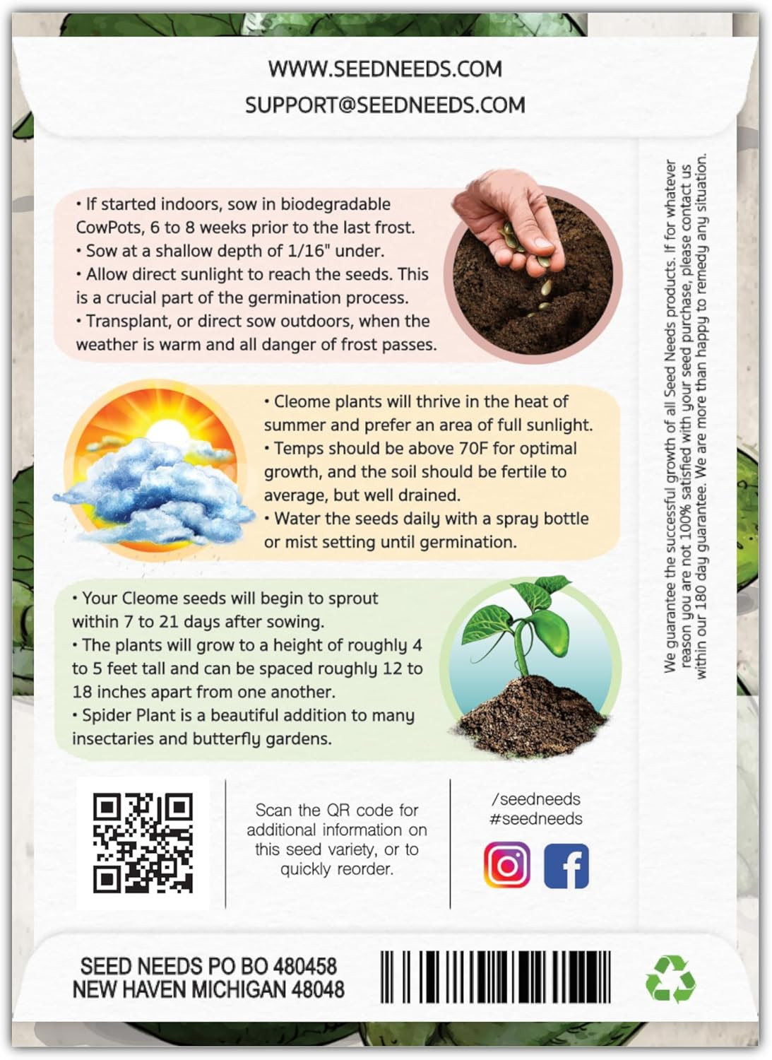 Cleome Seeds for Planting Spider Plants – Heirloom & Open Pollinated Wildflower