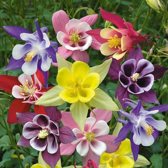 375 SEEDS – Columbine MCKANA’S GIANT MIX perennial GroCo – BUY ANY 15=SHIPS FREE