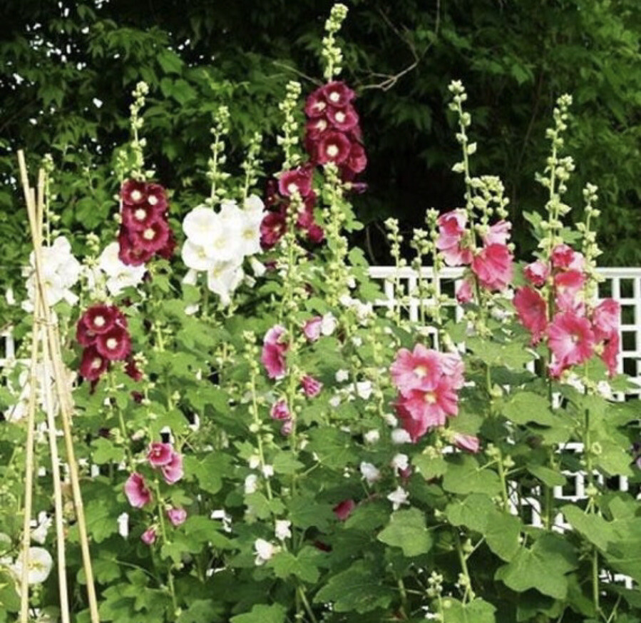 HOLLYHOCK – INDIAN SPRING MIX – PERENNIAL FLOWER – 50 Seeds