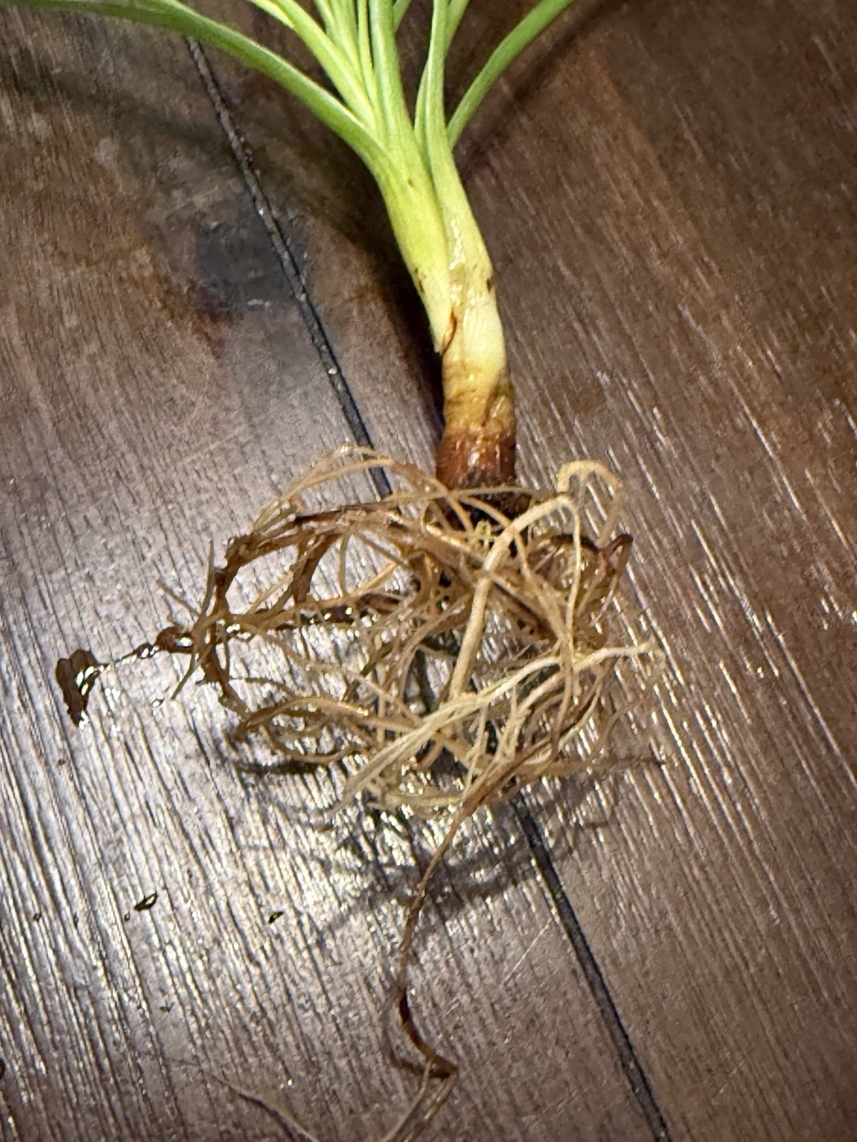 Ponytail Palm Rooted Start