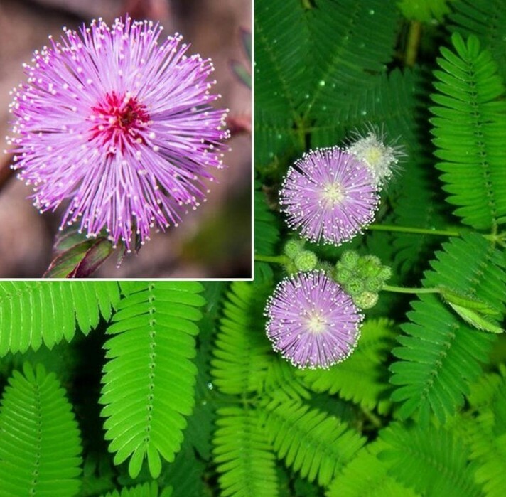 The Zombie Plant Mimosa Pudica 10 Seeds