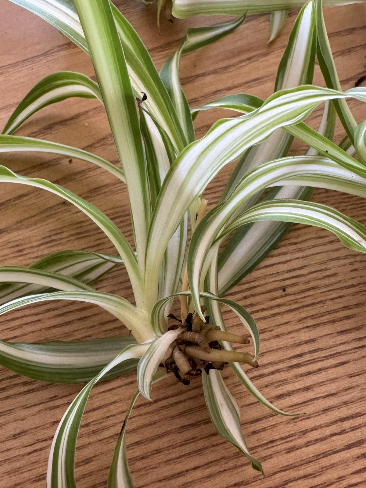 5 Spider Airplane Plants Rooted Starts / Variegated / Live Plants