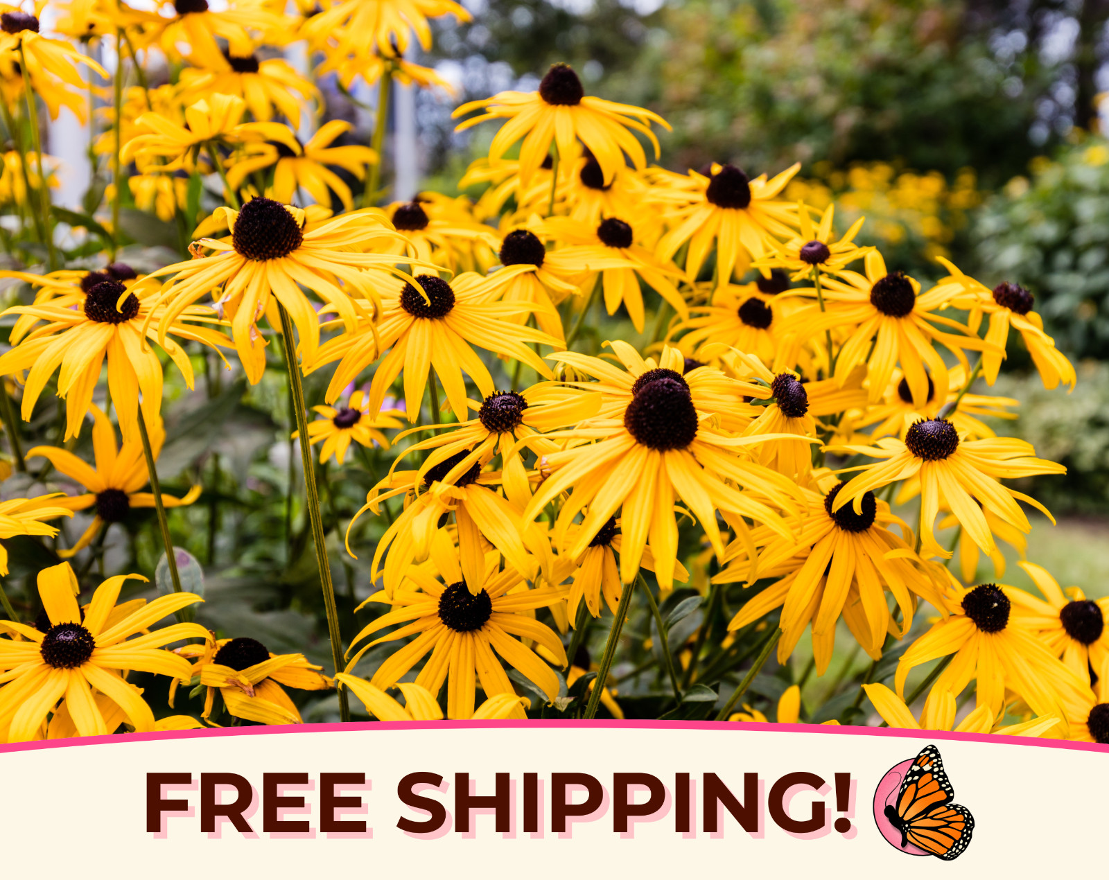 8000+ Black Eyed Susan Seeds | Native Perennial Wildflower Gardening Seed