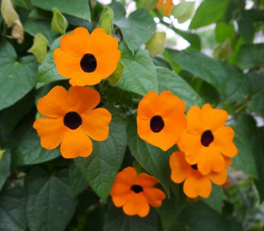 50 BLACK EYED SUSAN VINE 🌼Seeds Thunbergia Alata