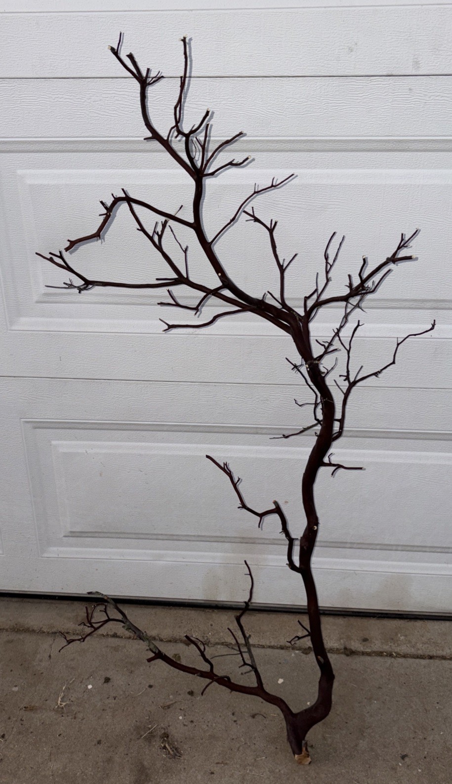 Red Manzanita Branch 3’ Tall. From Paso Robles , CA Ranch