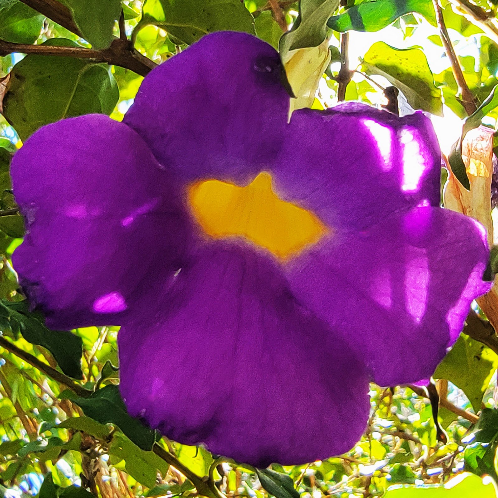 Purple Kings Mantel Live Semi-Tropical Plant Vivid Purple Trumpet Shaped Flowers